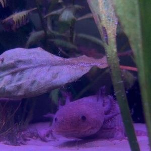 Meet your Posher, Ian